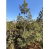 Pinus strobus 'Contorta' - borovice vejmutovka