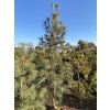 Pinus strobus 'Fastigiata' - borovice vejmutovka