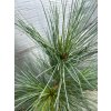 Pinus strobus 'Fastigiata' - borovice vejmutovka
