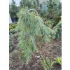 Pinus strobus 'Pendula' - borovice vejmutovka