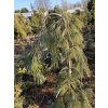 Pinus strobus 'Pendula' - borovice vejmutovka