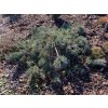 Pinus sylvestris 'Albyns