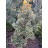 Pinus sylvestris 'Argentea' - borovice lesní
