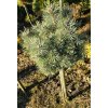 Pinus sylvestris 'Doone Valley' kmínek - borovice lesní