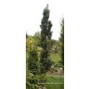 Pinus sylvestris 'Fastigiata' - borovice lesní