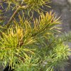 Pinus sylvestris 'Troll Gold' - borovie lesní