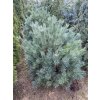 Pinus sylvestris 'Watereri' - borovice lesní