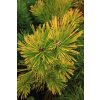 Pinus thunbergii 'Ogon' - borovice Thunbergova