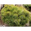 Pinus uncinata 'Grüne Welle' - borovice blatka