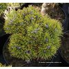 Pinus uncinata 'Grüne Welle' kmínek - borovice blatka