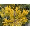 Pinus virginiana 'Watson Golden' - borovice virginská