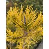 Pinus virginiana 'Watson Golden' - borovice virginská
