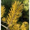 Pinus virginiana 'Watson Golden' - borovice virginská