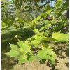 Platanus acerifolia - platan javorolistý