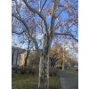 Platanus acerifolia - platan javorolistý