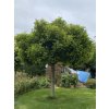 Platanus acerifolia 'Alphen's Globe' - platan