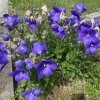 Platycodon grandiflorus 'Mariesii' - boubelka velkokvětá