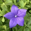 Platycodon grandiflorus 'Mariesii' - boubelka velkokvětá