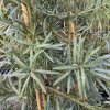 Podocarpus elongatus - nohoplod