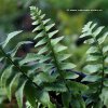 Polystichum munitum - kapradina