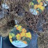Potentilla fruticosa 'Bella Sol' - mochna křovitá