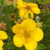 Potentilla fruticosa 'Bella Sol' - mochna křovitá