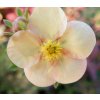 Potentilla fruticosa 'Daydawn' - mochna křovitá