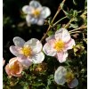 Potentilla fruticosa 'Floppy Disk' - mochna křovitá