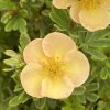 Potentilla fruticosa 'Glamour Girl' - mochna křovitá