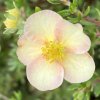 Potentilla fruticosa 'Glamour Girl' - mochna křovitá