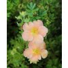 Potentilla fruticosa 'Glamour Girl' - mochna křovitá