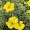 Potentilla fruticosa 'Gold Teppich' - mochna křovita