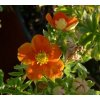 Potentilla fruticosa 'Hopleys Orange' - mochna křovitá