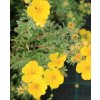 Potentilla fruticosa 'Chilo' - mochna křovitá