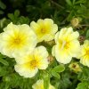 Potentilla fruticosa 'Lemon Meringue' - mochna křovitá