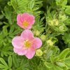 Potentilla fruticosa 'Lovely Pink'® - mochna křovitá