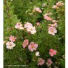 Potentilla fruticosa 'Lovely Pink'® - mochna křovitá