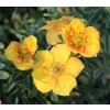Potentilla fruticosa 'Mango Tango' ® 'Uman' - mochna křovitá