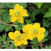 Potentilla fruticosa 'Mont Townsend' - mochna křovitá
