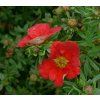 Potentilla fruticosa 'Red Robin' - mochna křovitá