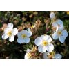Potentilla fruticosa 'White Lady' - mochna křovitá