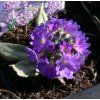 Primula denticulata 'Blaue Auslese' - prvosenka zoubkatá