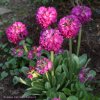 Primula denticulata 'Rubin Auslese' - prvosenka zoubkatá