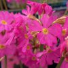 Primula rosea - prvosenka