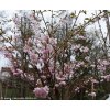 Prunus 'Accolade' - višeň chloupkatá