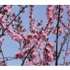Prunus amygdalopersica (x) 'Spring Glow' - broskvomandloň