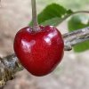 Prunus avium KORDIA - třešeň chrupka