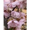 Prunus cerasifera 'Rosea Plena' - myrabolán okrasný