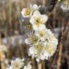 Prunus cerasifera 'Unique' - slivoň myrobalán