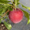 Prunus cerasifera 'Unique' - slivoň myrobalán